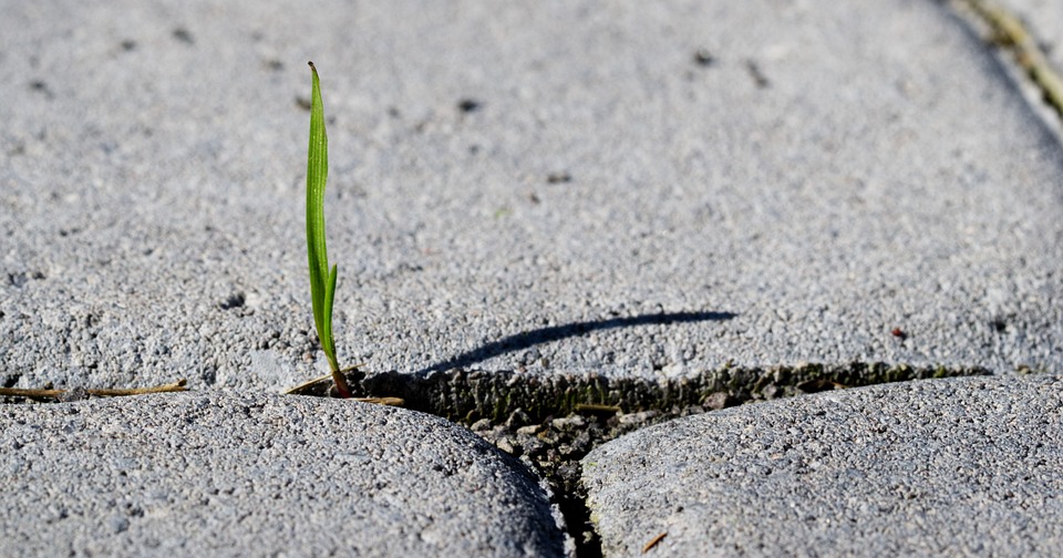 What the Abolition of Whiteness is Not - Image of Grass sprouting from sidewalk. 