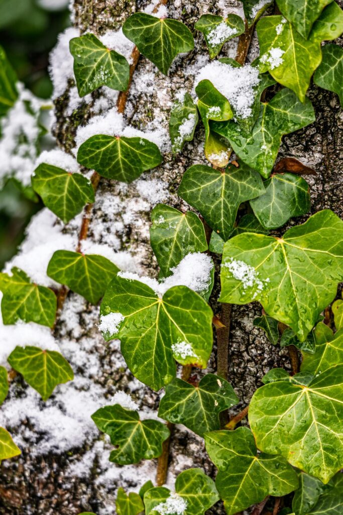 green ivy on tree bark with snow - The Season of Sleep